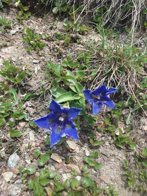 Appartamento Genziana Isolaccia Exterior photo